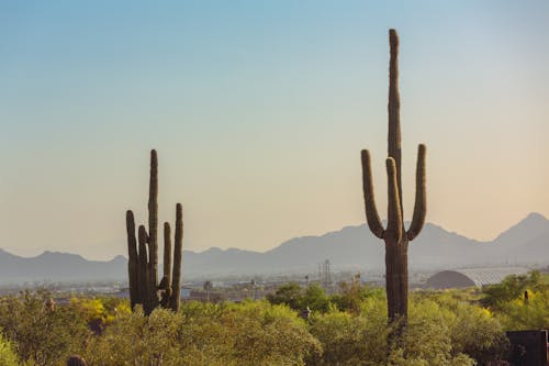 Fotobanka s bezplatnými fotkami na tému flóra, kaktusy, púšť