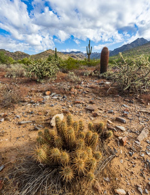 Photograph of Cacti Near Rocks