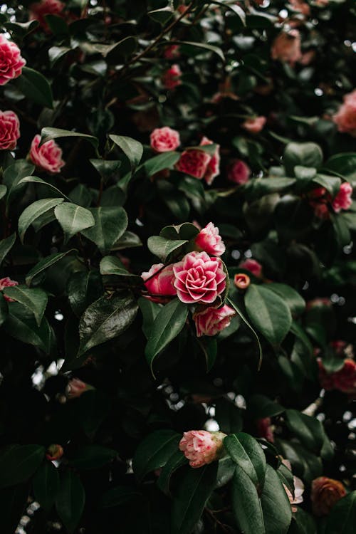 Immagine gratuita di bocciolo, camelia, delicato