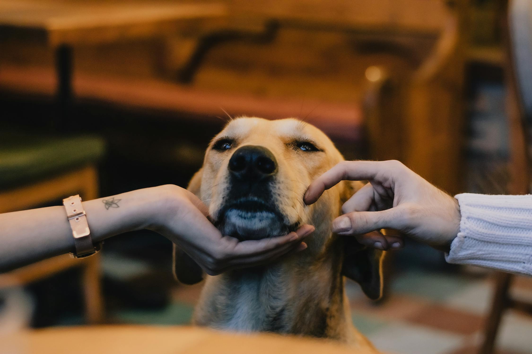 Close Up Photo of People Petting a Dog