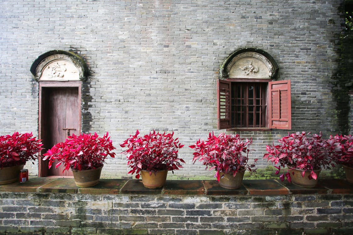 Flowers in Flowerpots near Wall