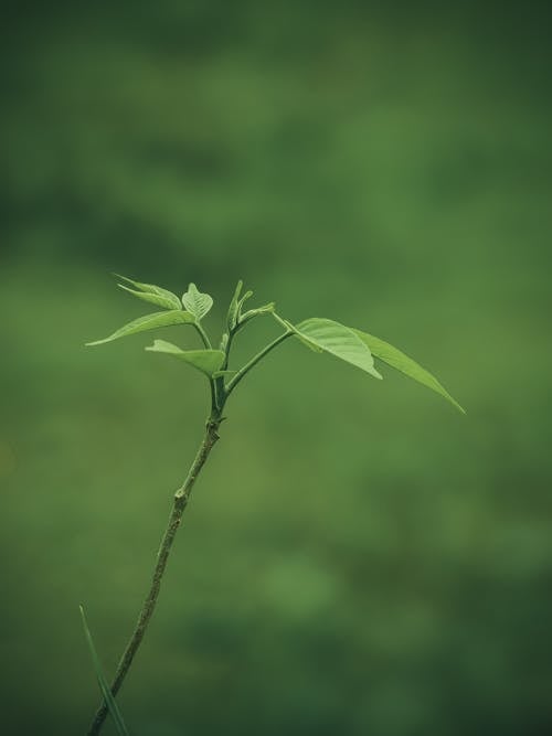 Kostnadsfri bild av grön, gröna löv, närbild