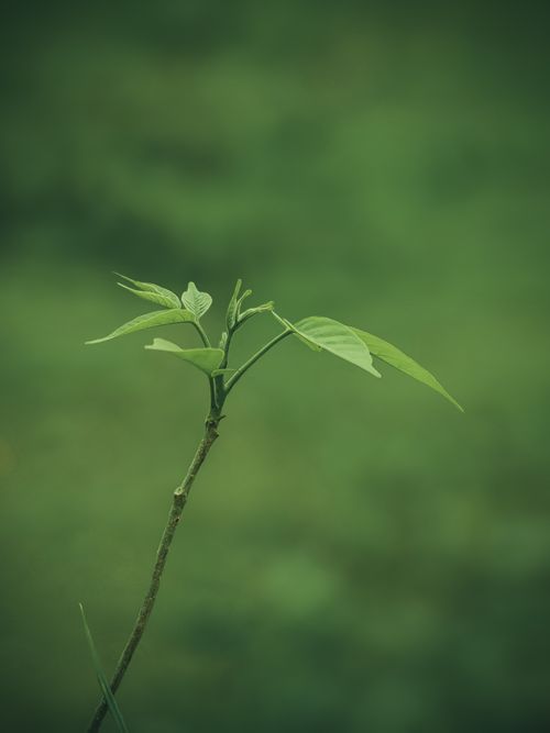 Free Vertical shot of a young green plant with leaves, set against a soft, blurred green background. Stock Photo