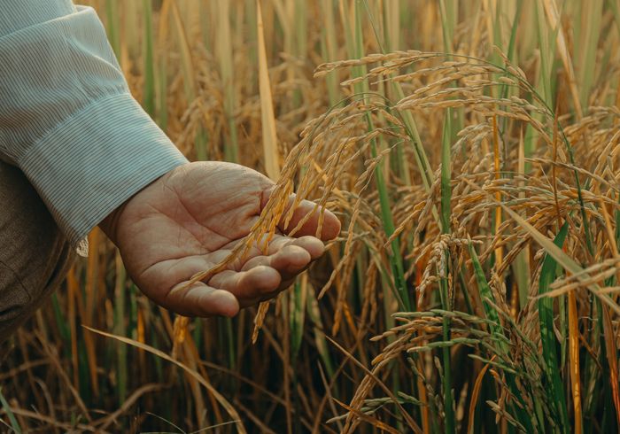 Rice harvest in a farmer's hand