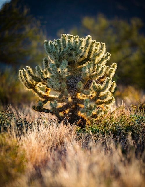 Photograph of a Prickly Cactus Plant