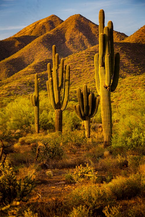 Fotobanka s bezplatnými fotkami na tému flóra, kaktusy, kopce