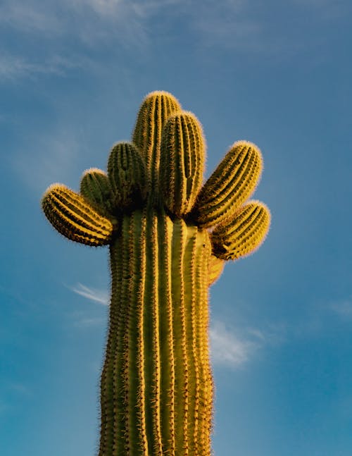 Free Low-Angle Shot of a Cactus Plant Under the Sky Stock Photo