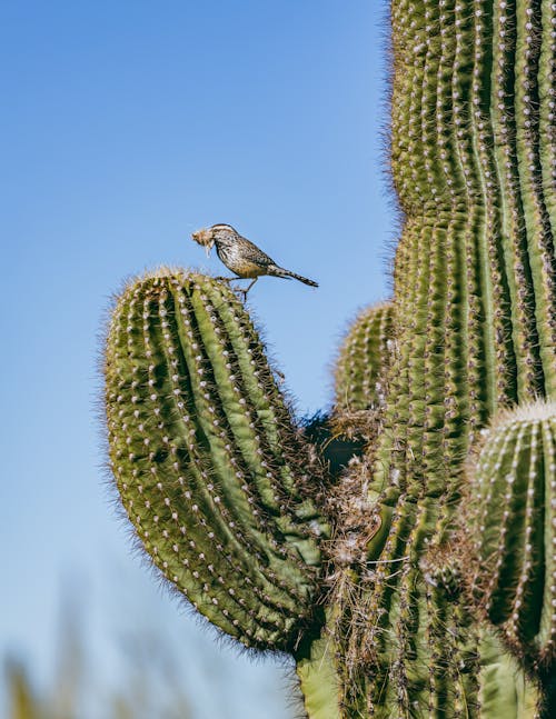 Free Photograph of a Bird on a Cactus Plant Stock Photo