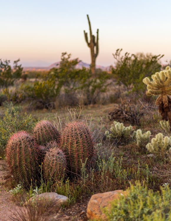 Fotos de stock gratuitas de con espinas, crasas, Desierto