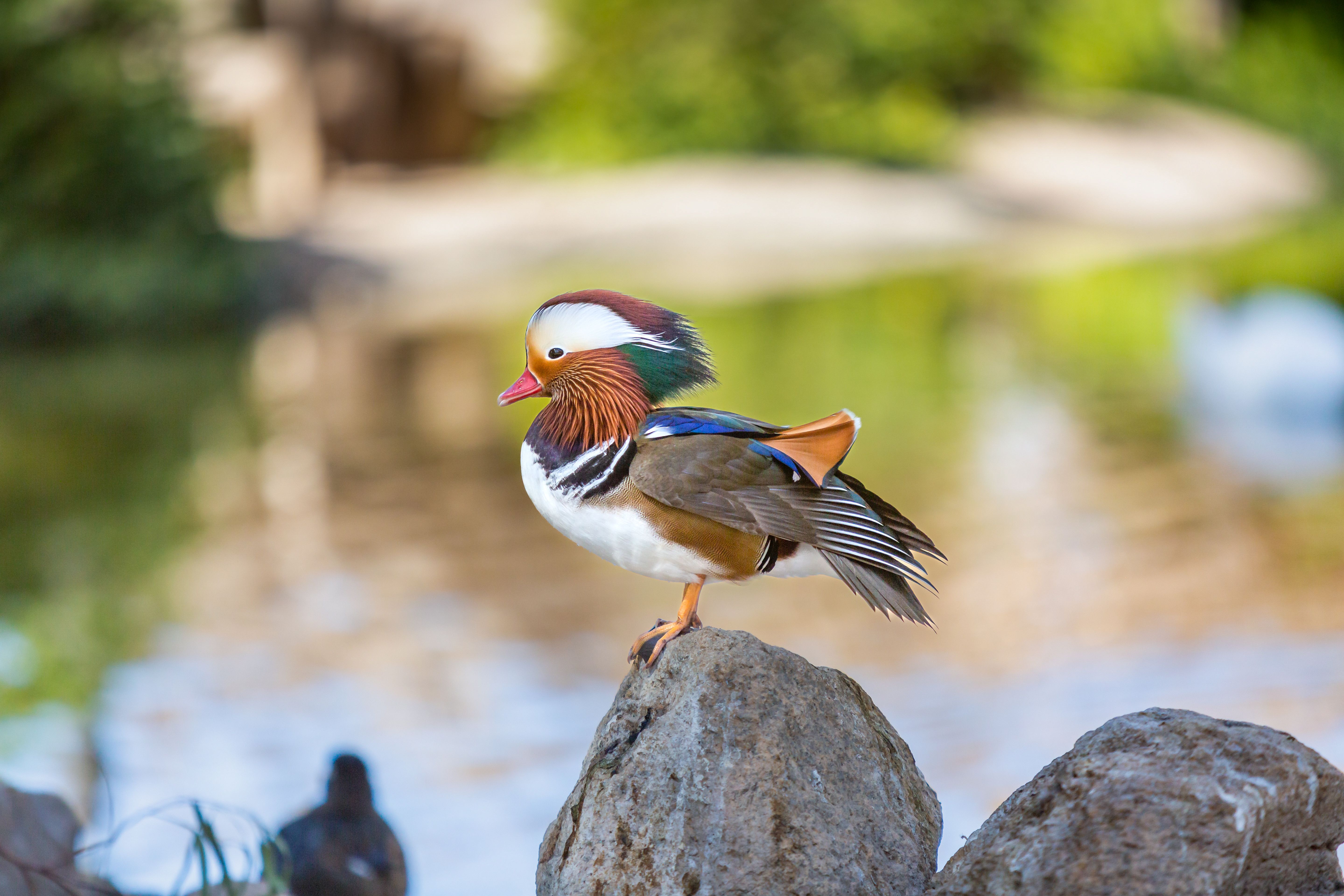 Mandarin Duck in Close Up Photography · Free Stock Photo