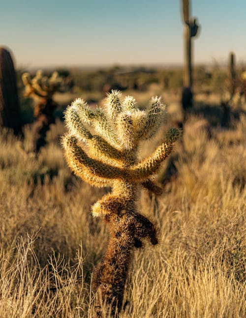 Free Photograph of a Prickly Cactus Stock Photo