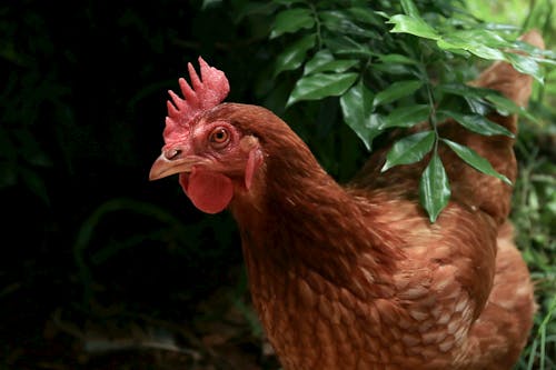 Brown Chicken in Close-up Photography