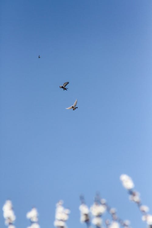 Free Birds Flying under a Clear Blue Sky Stock Photo