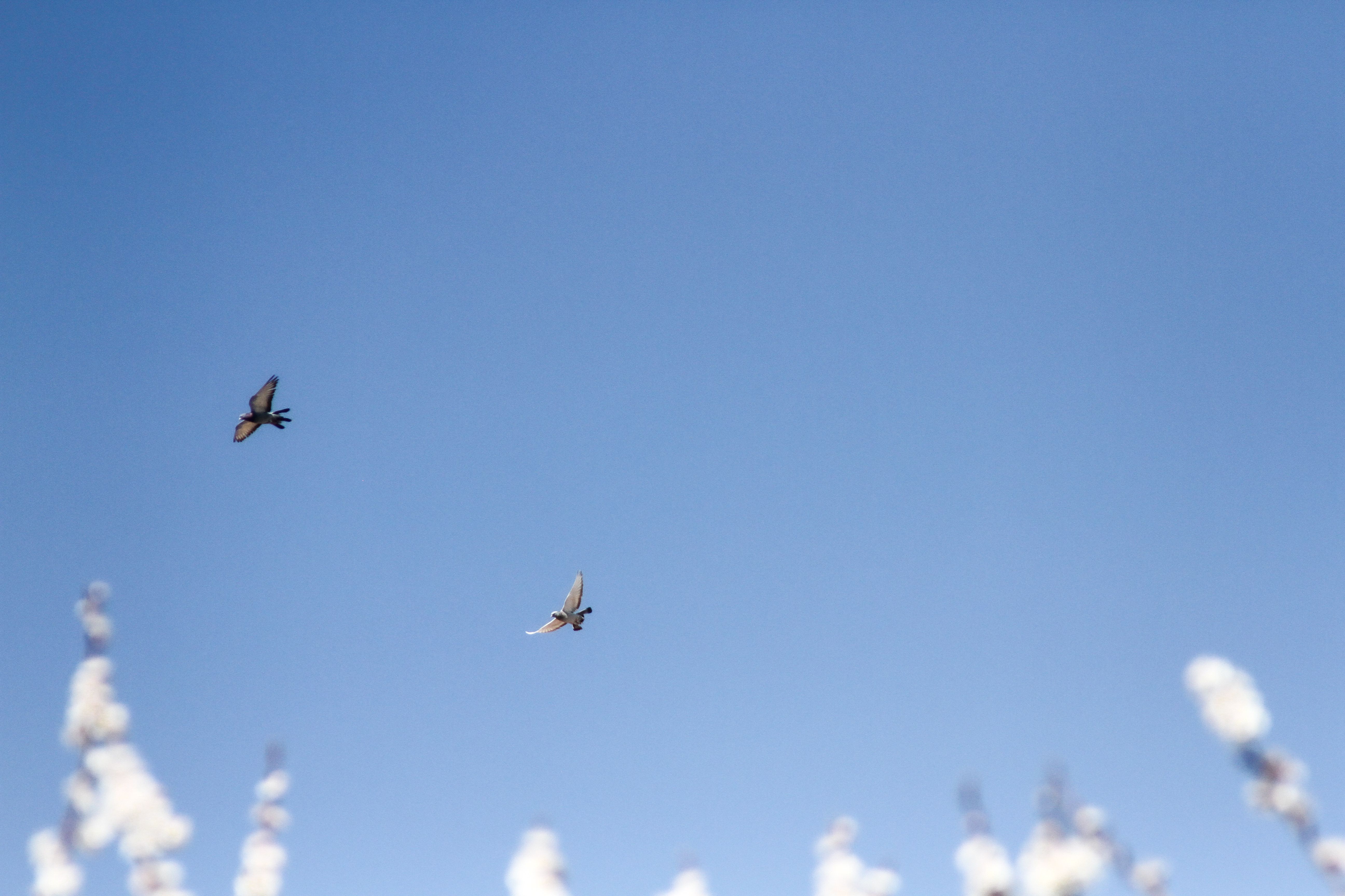 Two birds in flight against a clear blue sky with blurry spring blossoms below, symbolizing freedom.