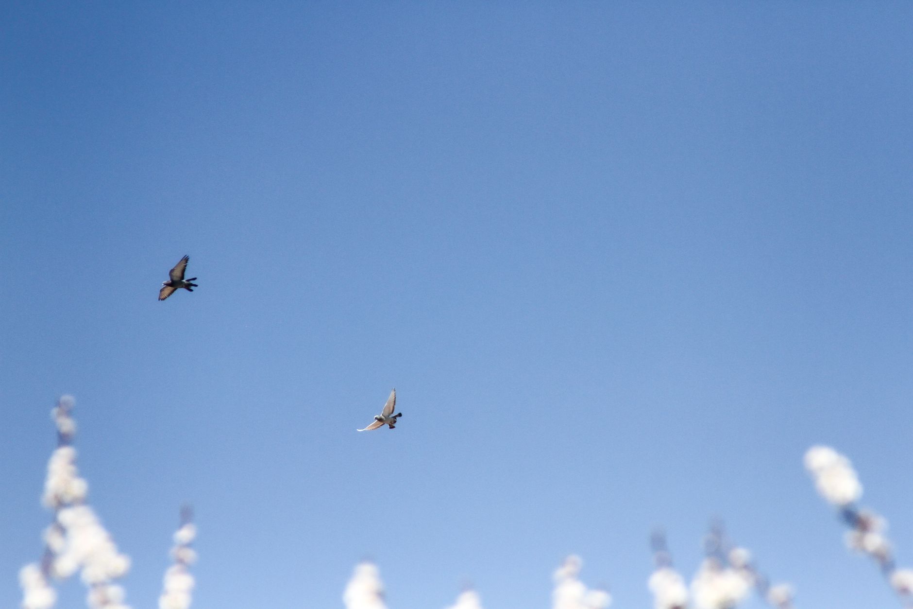 Two birds in flight against a clear blue sky with blurry spring blossoms below, symbolizing freedom.