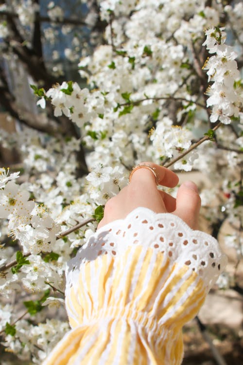 Photo of a Person's Hand Touching White Cherry Blossoms