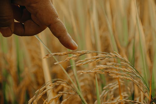 Безкоштовне стокове фото на тему «дотик, жито, зерно» стокове фото