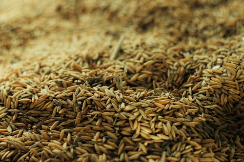 Free Close-Up Photograph of Rice Grains Stock Photo