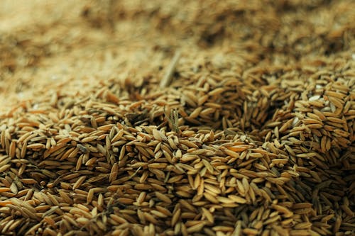 Close-Up Photograph of Rice Grains