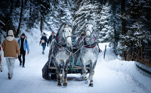 Photograph of Horses Pulling a Sleigh