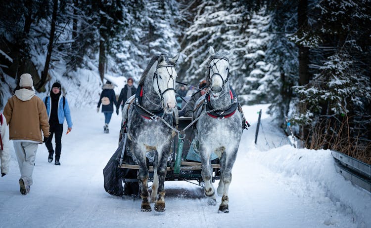 Photograph Of Horses Pulling A Sleigh