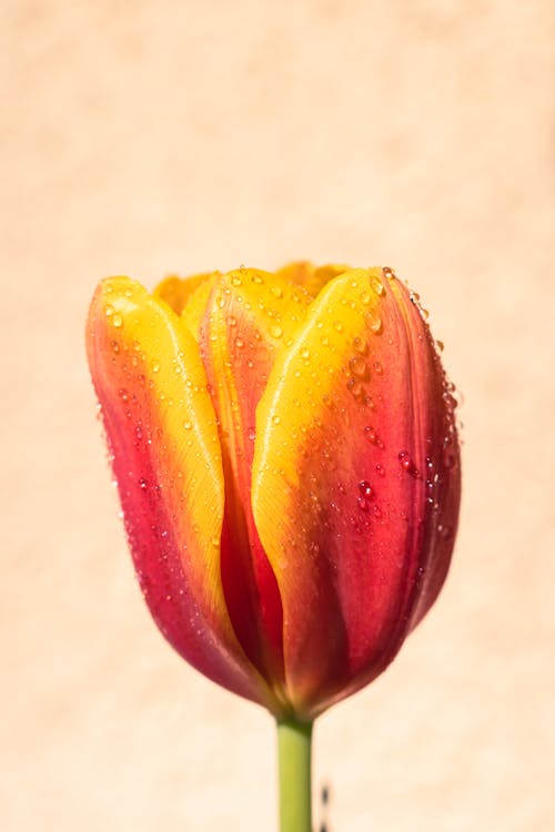 Wet Tulip in Close Up Photography