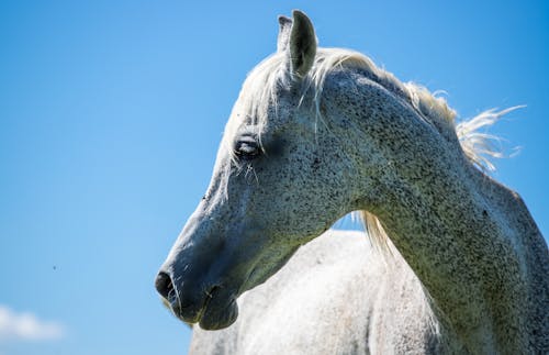 Close-Up Photo of a White and Black Horse