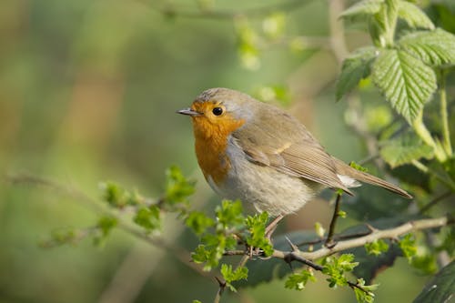 Free Close-Up Photo of a European Robin Bird Stock Photo