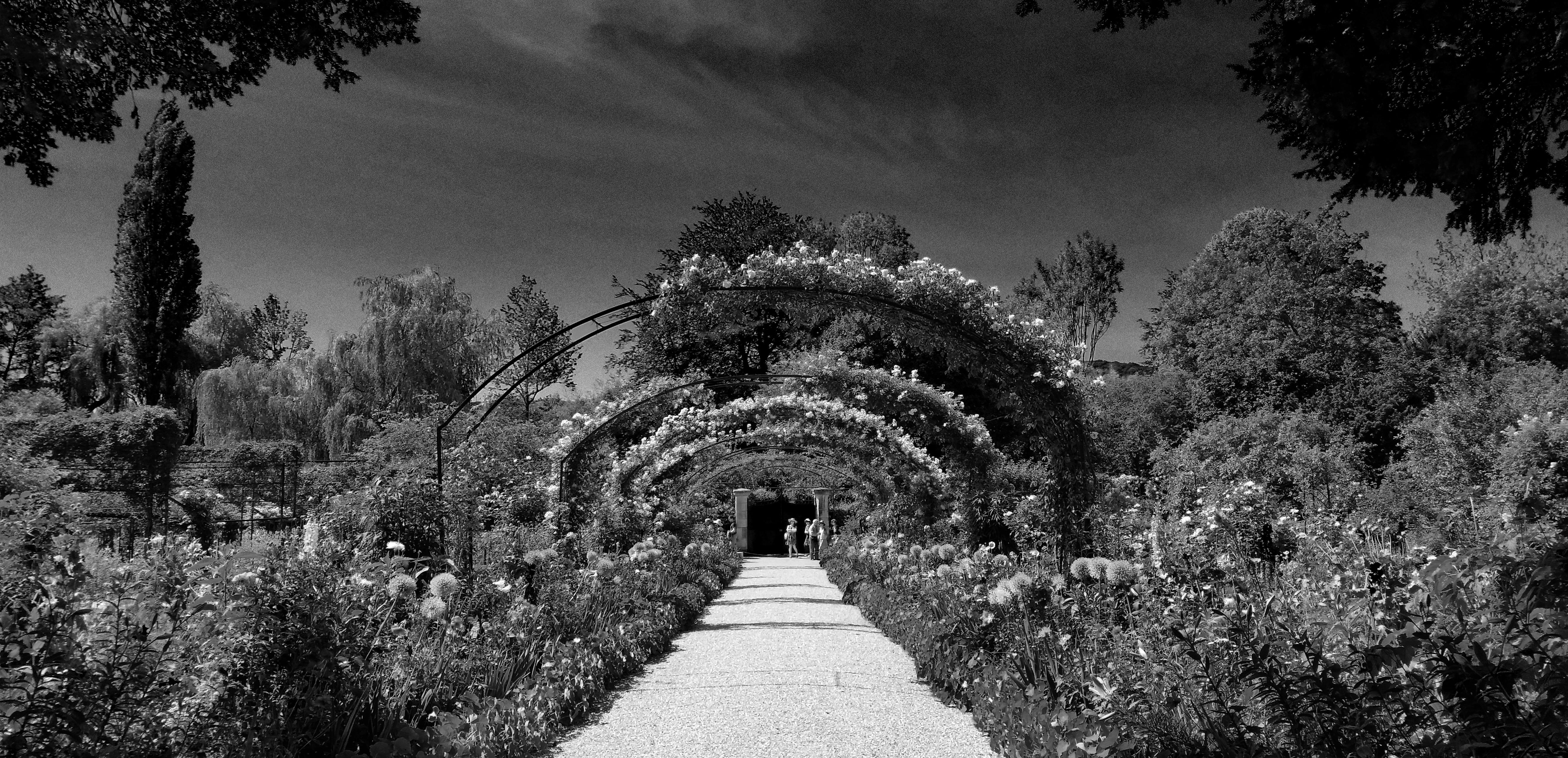 Free stock photo of Monets garden