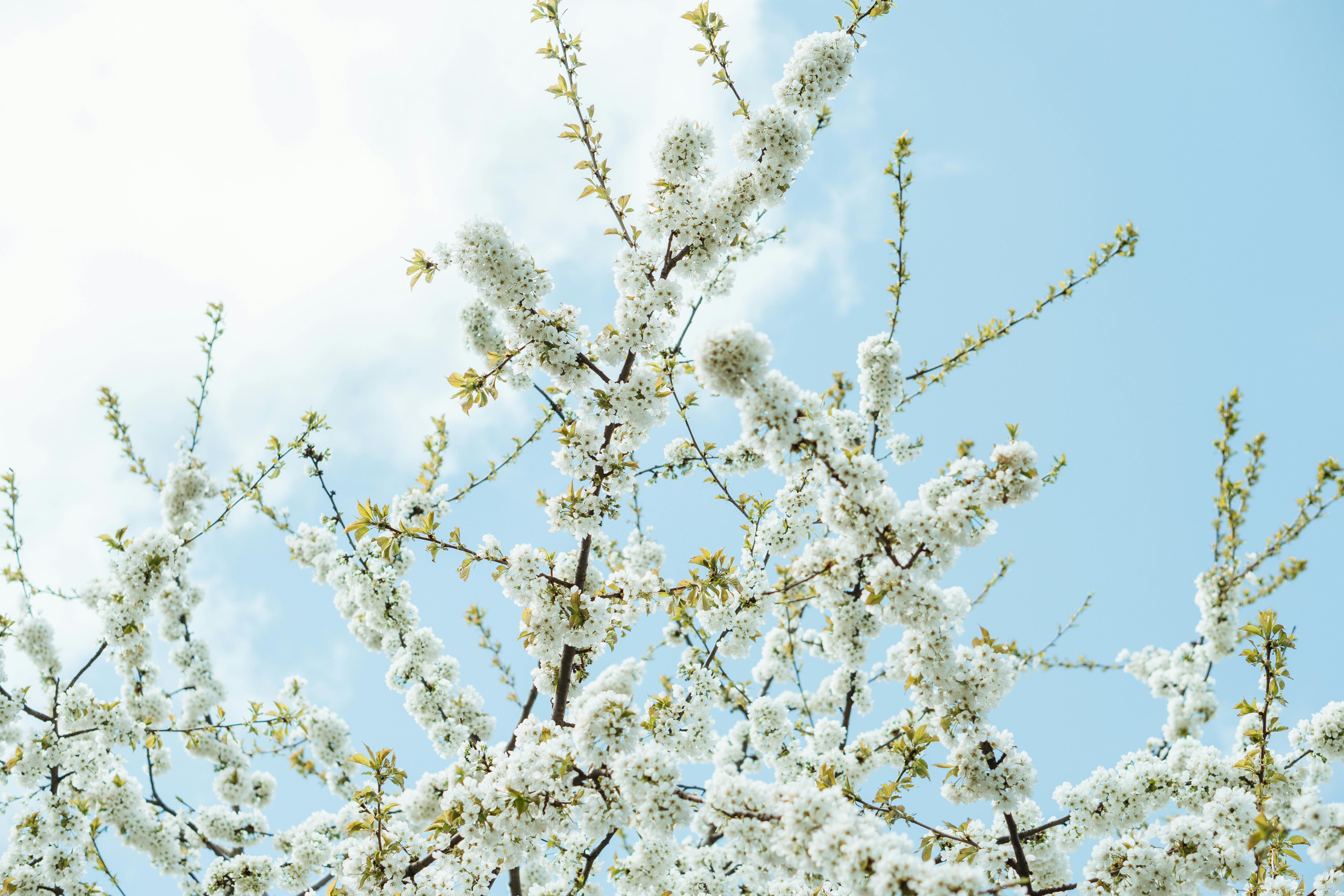 Capture the beauty of cherry blossoms blooming against a clear blue sky, epitomizing spring's arrival.
