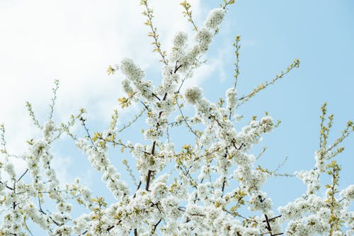 Free Low-Angle Shot of White Cherry Blossom Flowers Under a Blue Sky Stock Photo