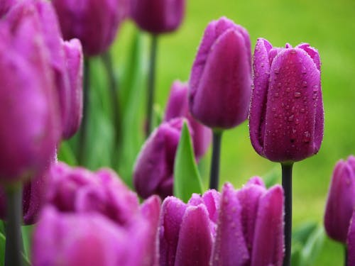 Purple Tulips in Close Up Photography