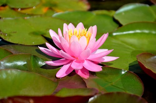 Free Pink Water Lily in Close Up Photography Stock Photo