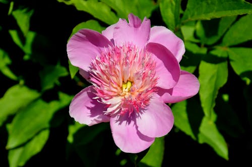 Photos gratuites de centrale, fermer, fleur rose