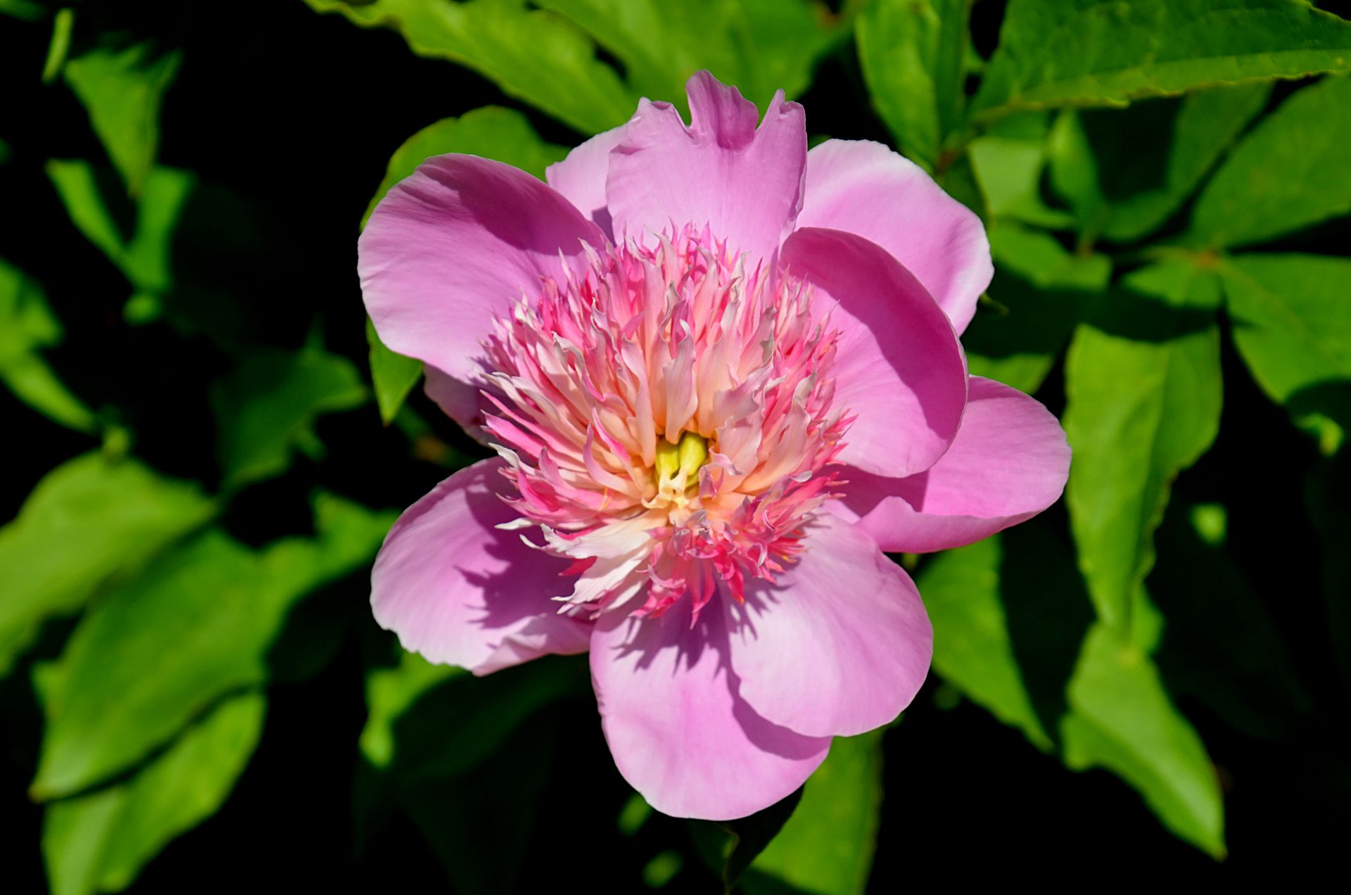 Close-up of a vibrant pink Chinese peony flower in full bloom against lush green leaves.
