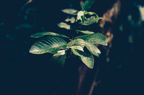 선택적 초점 사진 녹색 잎 식물