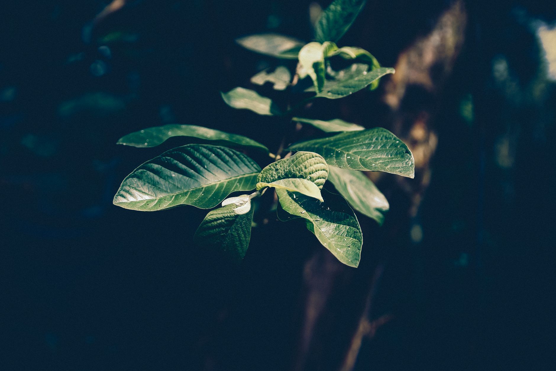 vitamin d3 k2 immune system repair long covid — A detailed view of vibrant green leaves on a branch illuminated by sunlight, set against a dark background.