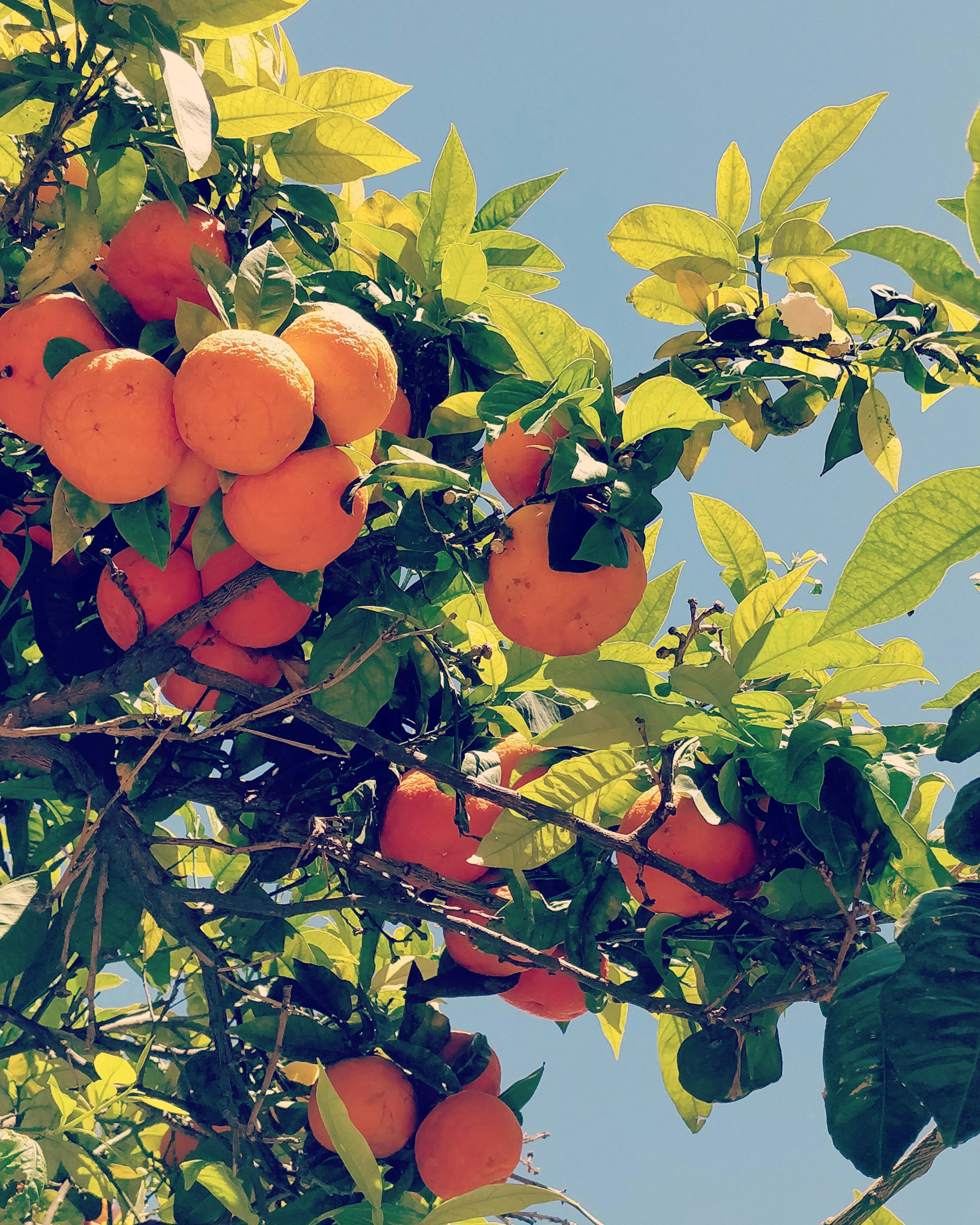 Kostenloses Foto zum Thema baum, frisches obst, frucht