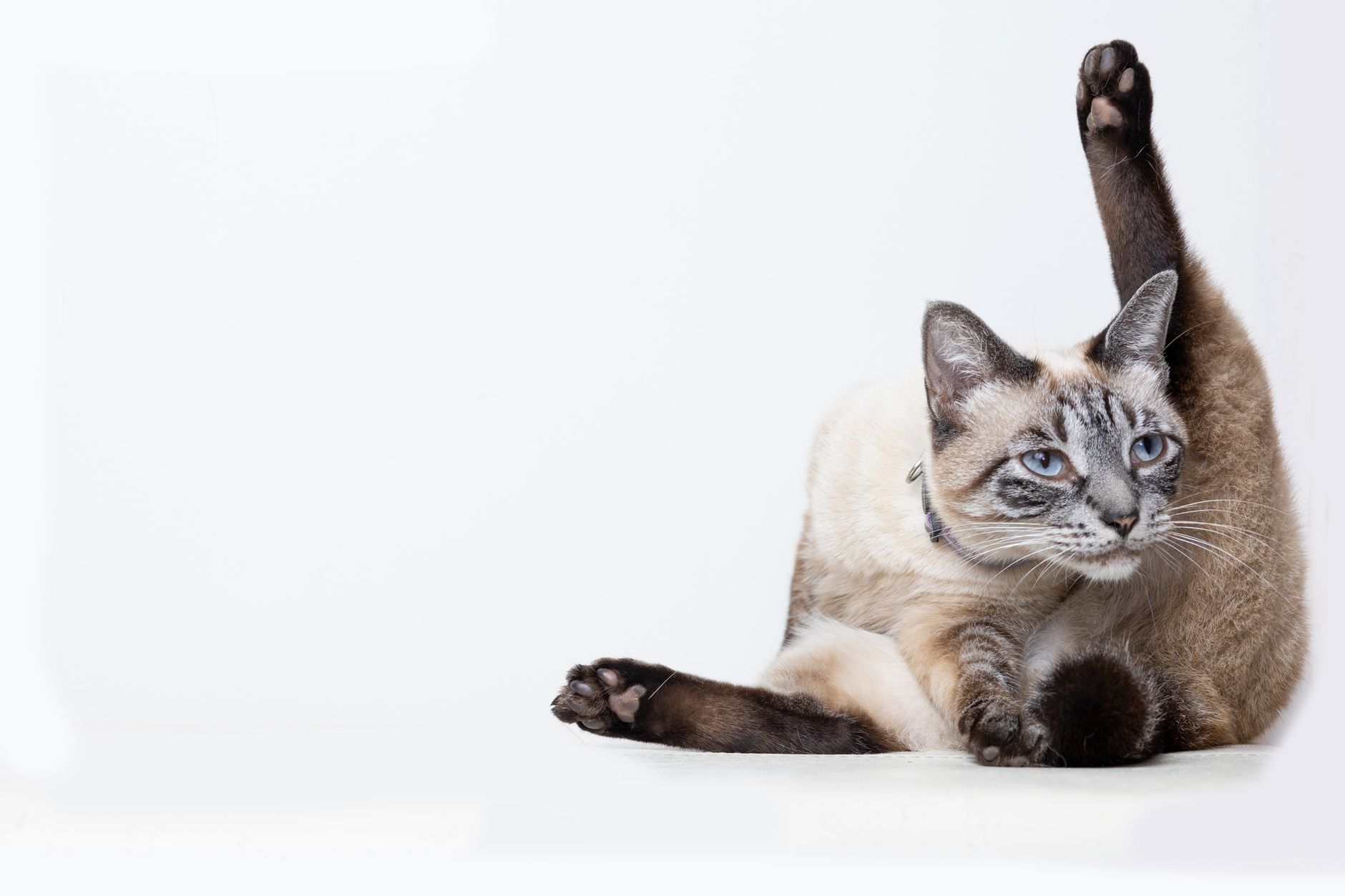 Siamese cat striking a yoga pose in a studio setting on a white background.