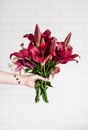 Person Holding Maroon Stargazer Flowers