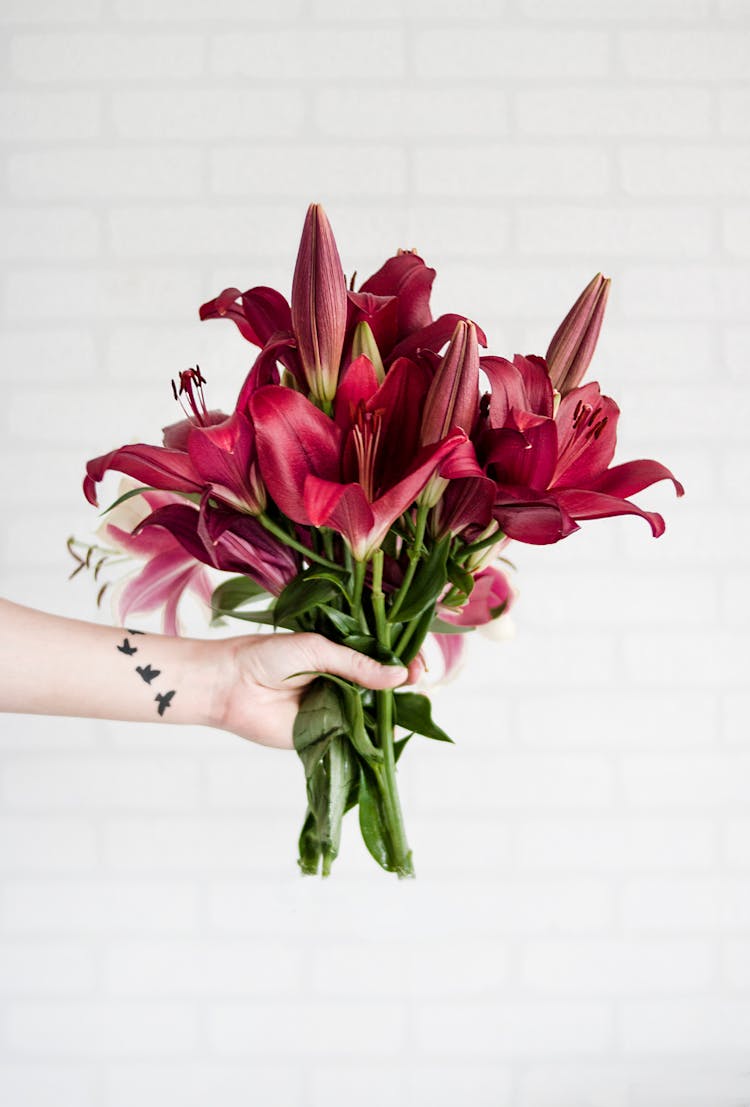 Person Holding Maroon Stargazer Flowers