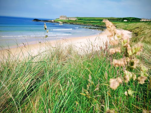 Free stock photo of beach, dune, grass Stock Photo