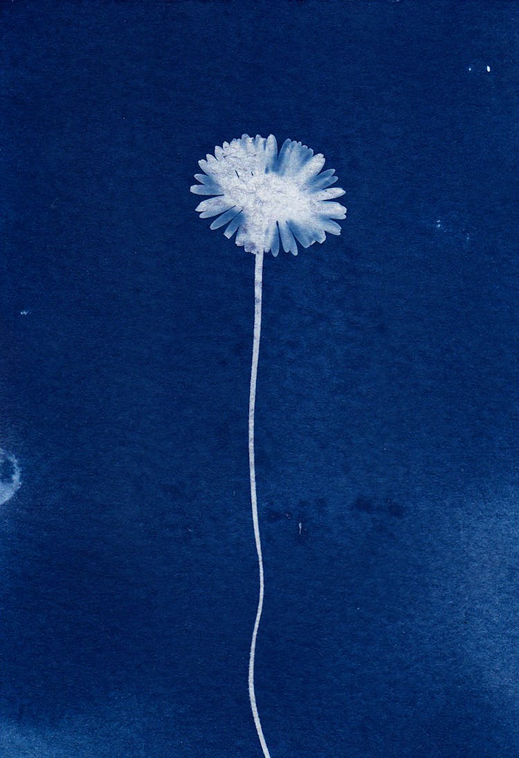 Cyanotype Photo Of A Flower