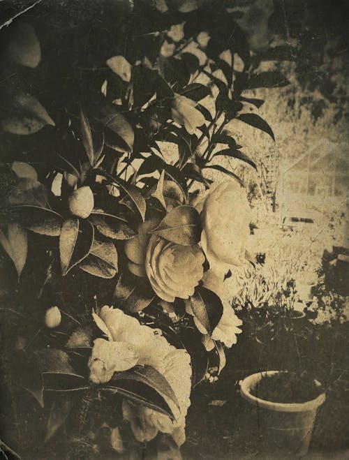 Vintage Sepia Toned Flowers In Garden
