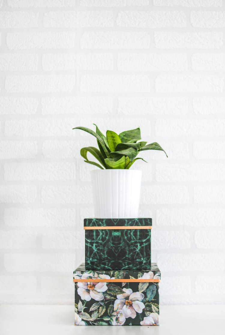 Potted Green Plant Near Wall