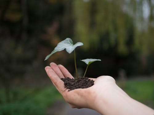 Free Photograph of a Plant on a Person's Hand Stock Photo