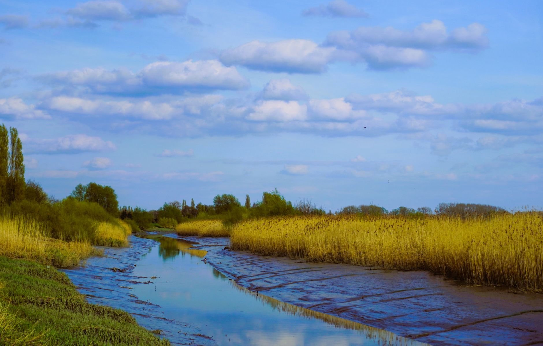 Moeraslandschap met water en riet in België