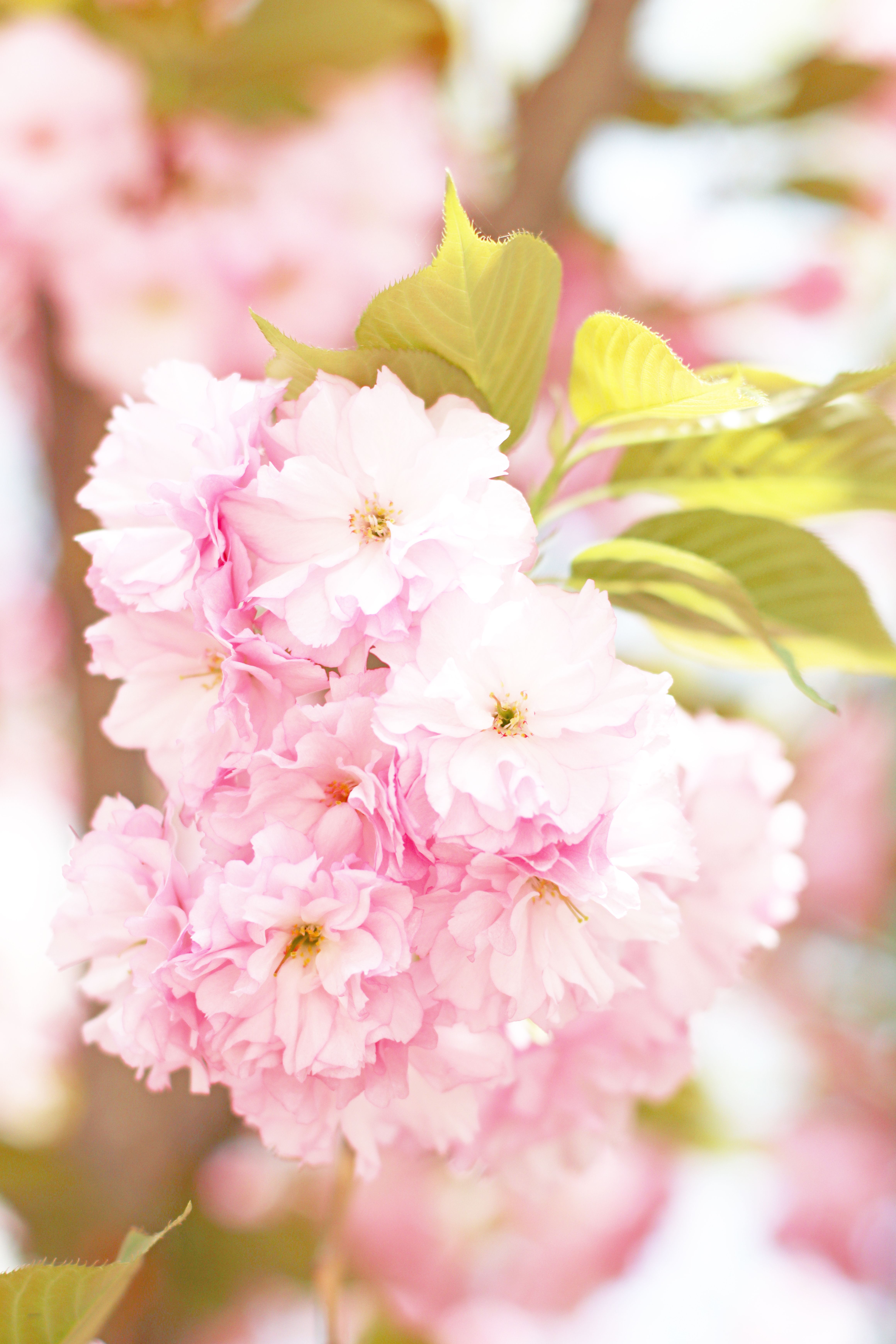 Close-up of a Cherry Tree in Spring Blossom · Free Stock Photo