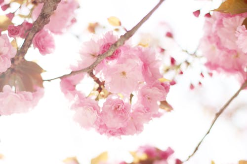 Low-Angle Shot of Pink Cherry Blossoms in Bloom