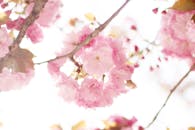 Low-Angle Shot of Pink Cherry Blossoms in Bloom